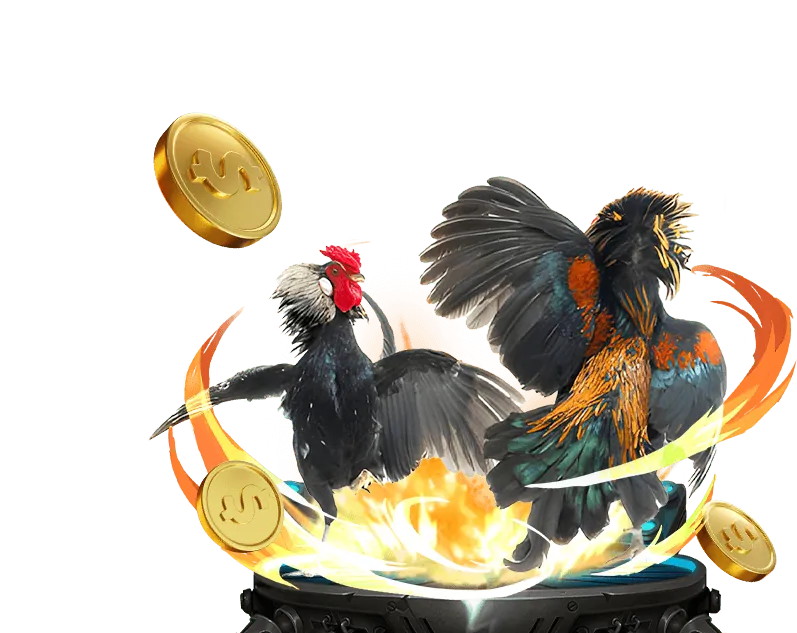 Hướng dẫn cá cược đá gà